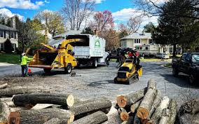 How Our Tree Care Process Works  in  Sun Village, CA