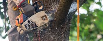 Best Tree Health Inspection  in Sun Village, CA