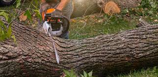 Best Lawn Disease Treatment  in Sun Village, CA
