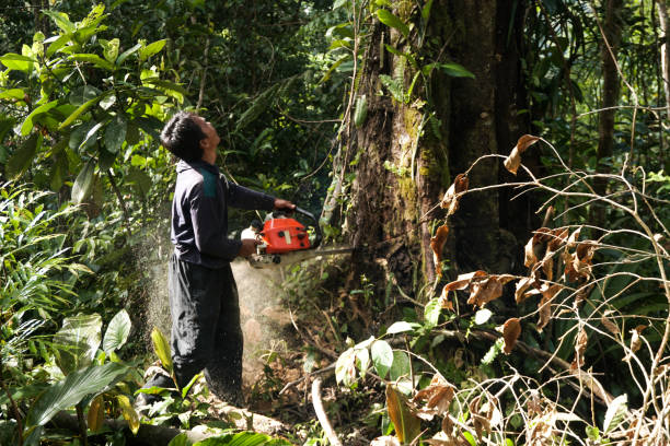 Sun Village, CA Tree Services Company