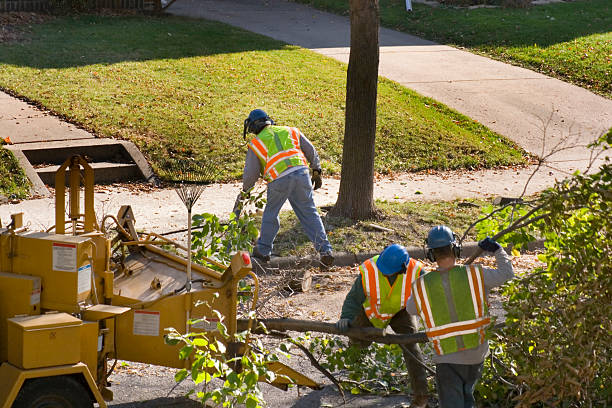 Best Tree Trimming and Pruning  in Sun Village, CA