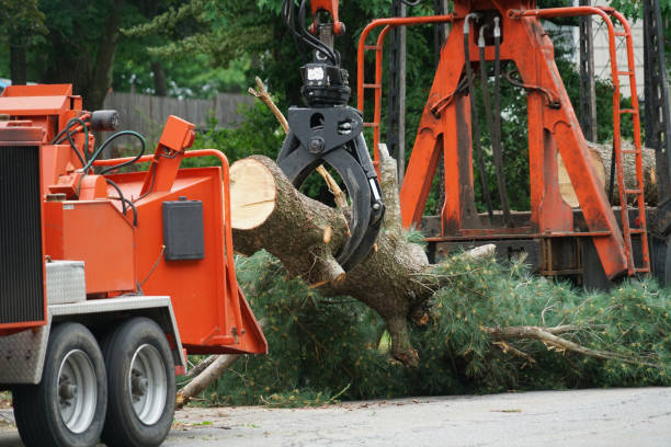 Best Palm Tree Trimming  in Sun Village, CA