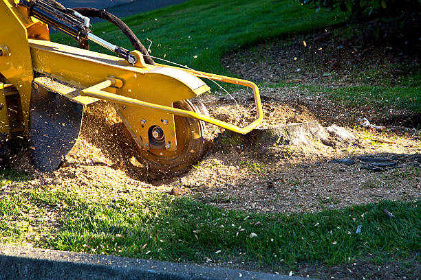 Best Arborist Consultation Services  in Sun Village, CA