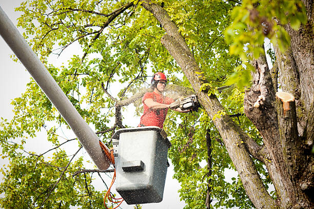 Best Storm Damage Tree Cleanup  in Sun Village, CA