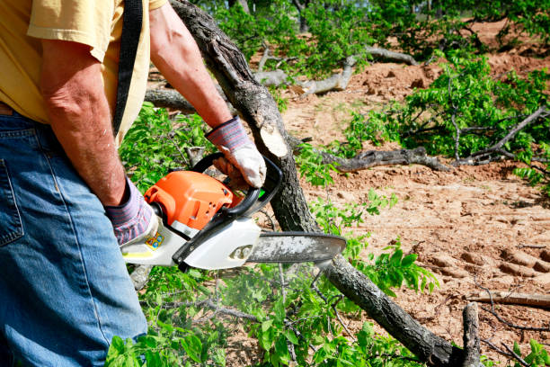 Best Lawn Renovation and Restoration  in Sun Village, CA